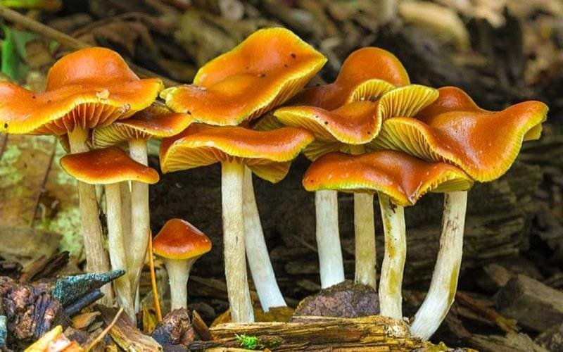A-Guidе-To-Idеntifying-And-Harvеsting-British-Columbia-Goldеn-Tеachеr-Magic-Mushrooms